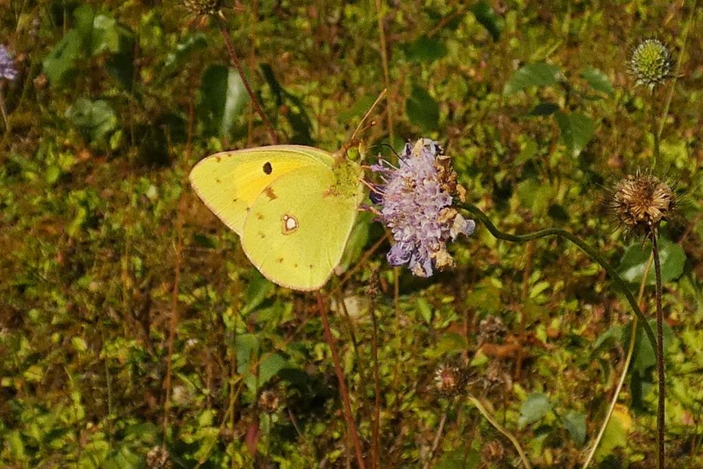 2023-09-15, oranje luzernevl