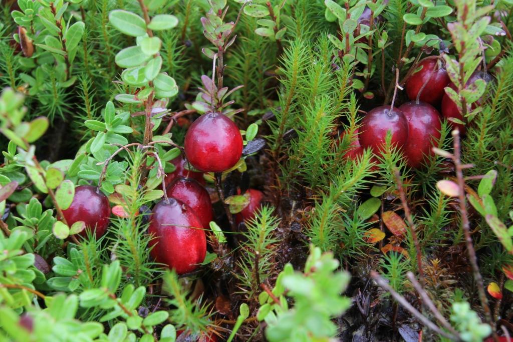 2023-10-17, cranberries bes