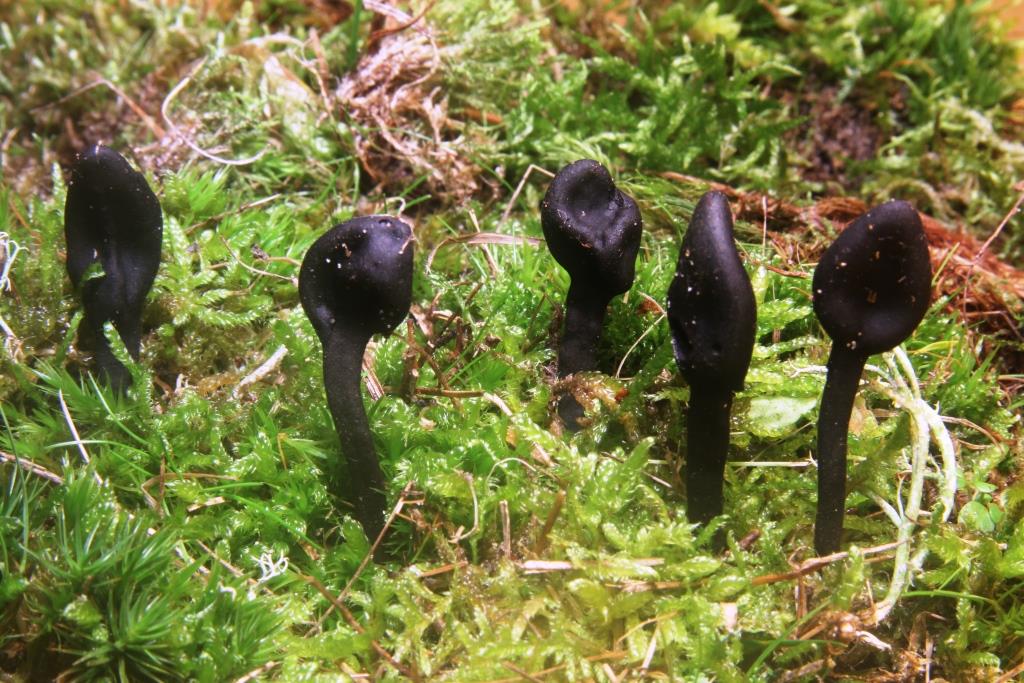 2023-10-30, ruige aardtong