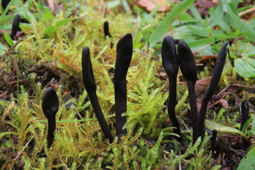 2023-10-30, slanke aardtong