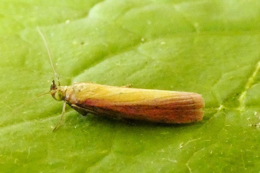 2024-06-26, Prachtmot-1