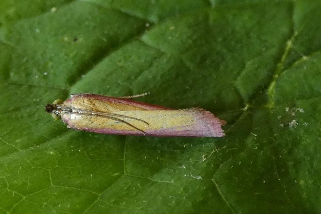 2024-06-26, Prachtmot-2