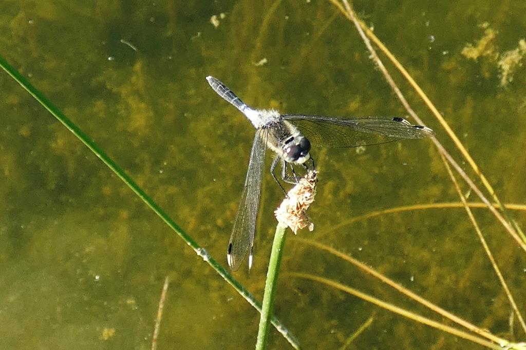 2024-07-01, Oostelijke witsnuit-2