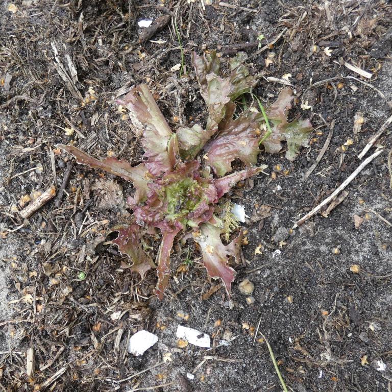 2024-07-14, sla door slakken opgegeten