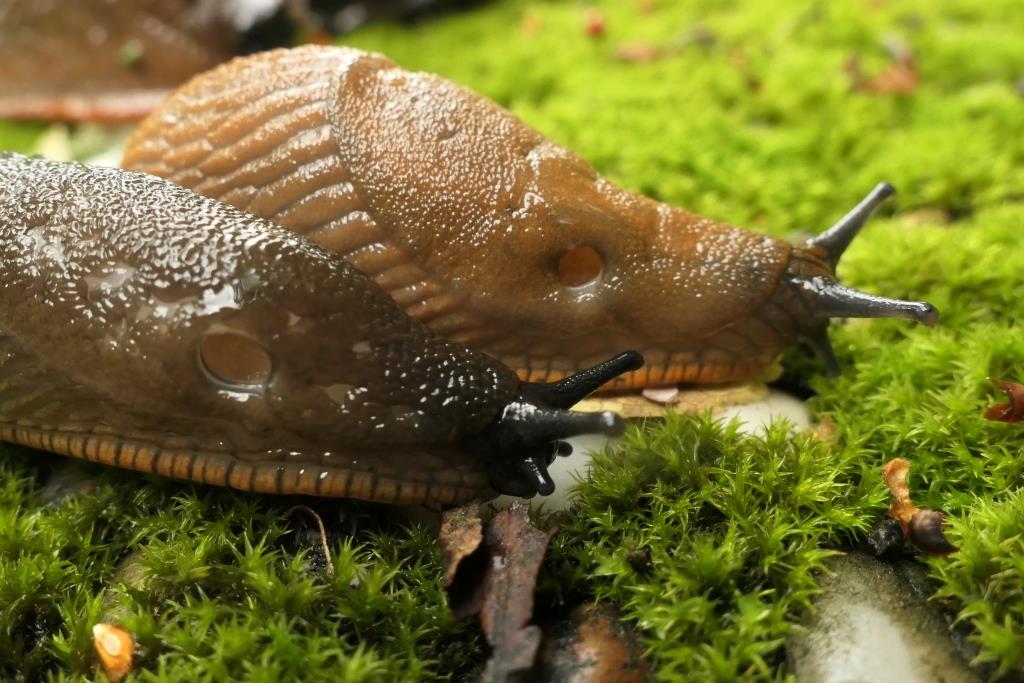 2024-07-14, SLAK, Arion fuscus, Rode wegslak, 2021-08-08, Schepping-2