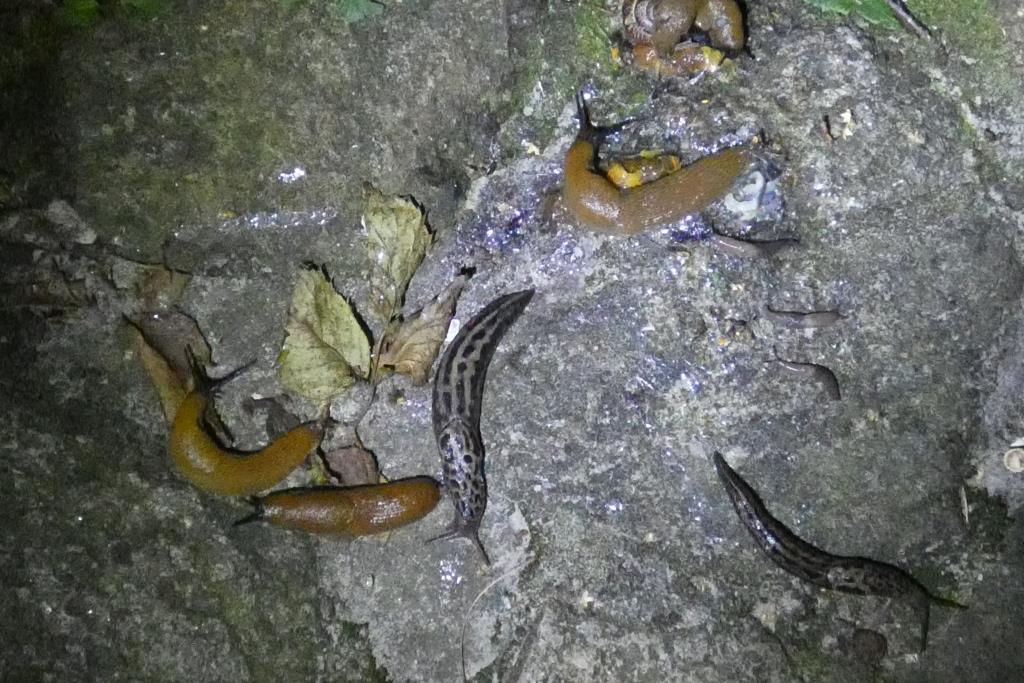 2024-07-14, slakken op resten slak