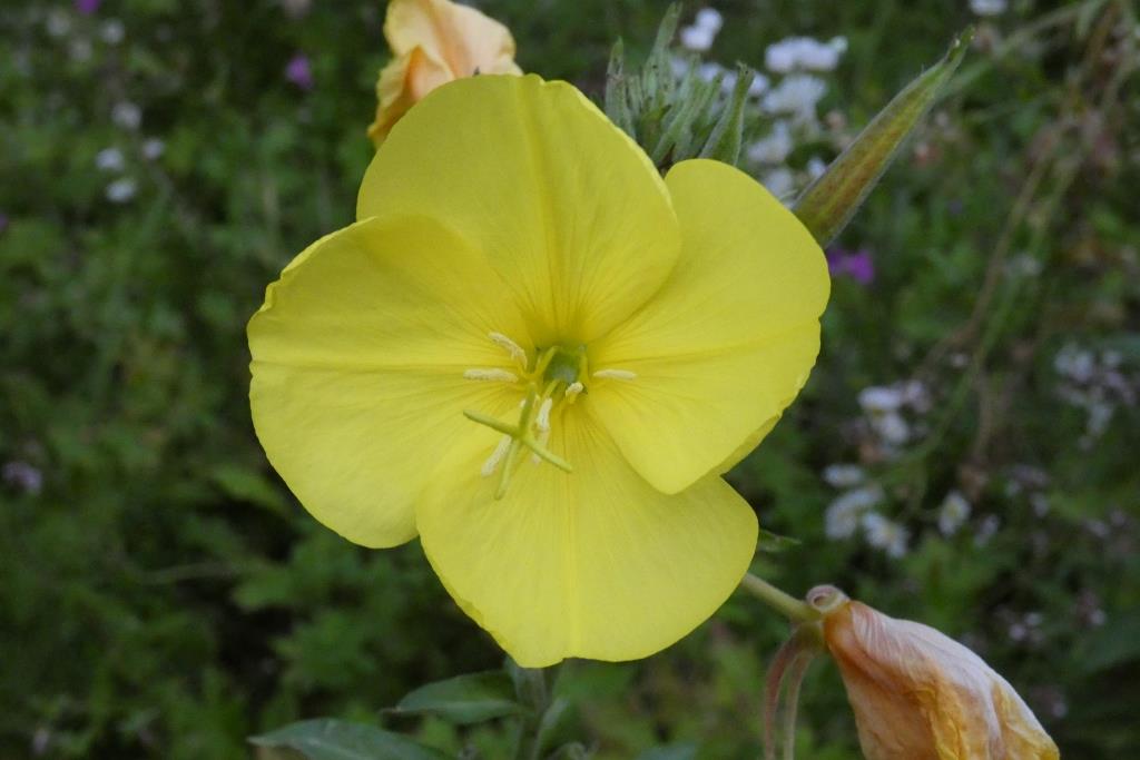 2024-07-28, teunisbloem