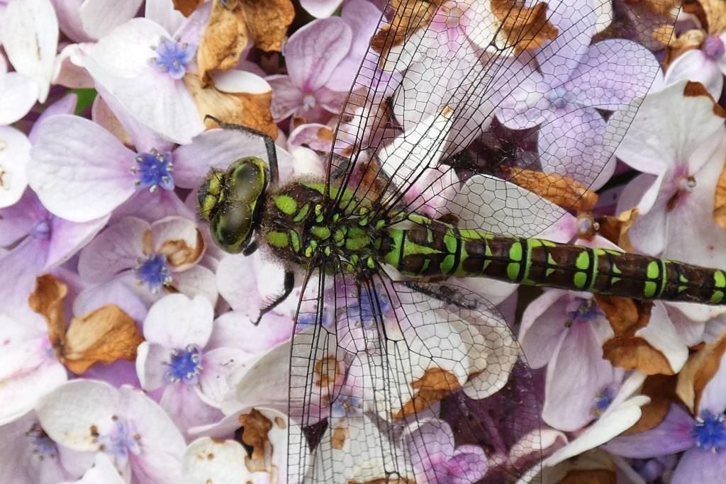 2024-08-17, glazenmaker-2