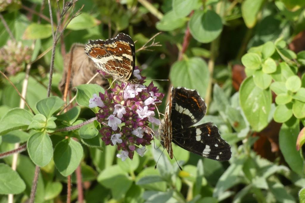 2024-08-25, landkaartjes-2