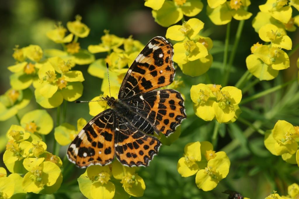 2024-08-25, landkaartjes-3