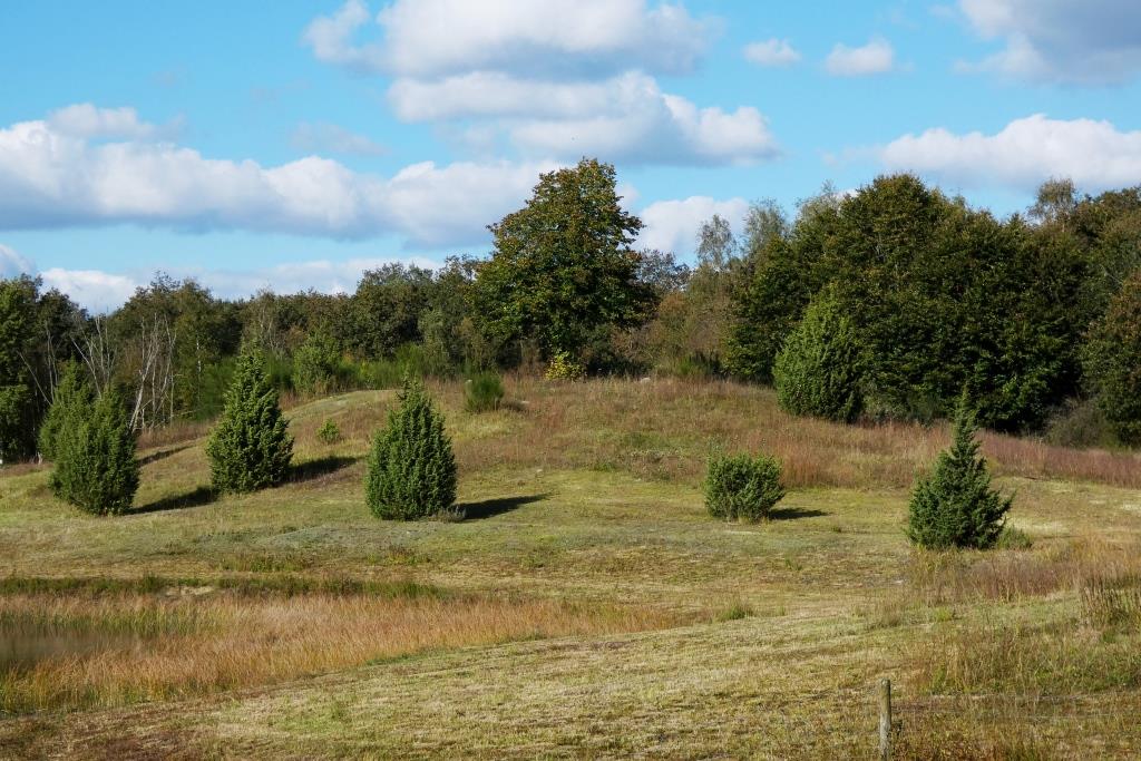 2024-10-11, jeneverbessen op Tao