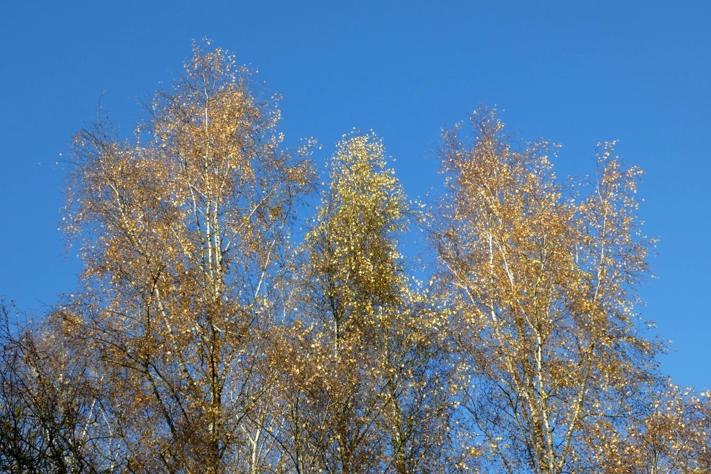 2024-11-17, gouden berken-1