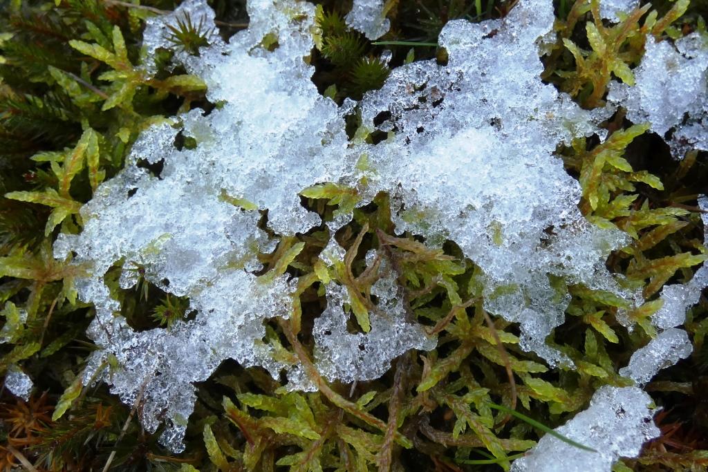 2024-11-21, smeltende sneeuw